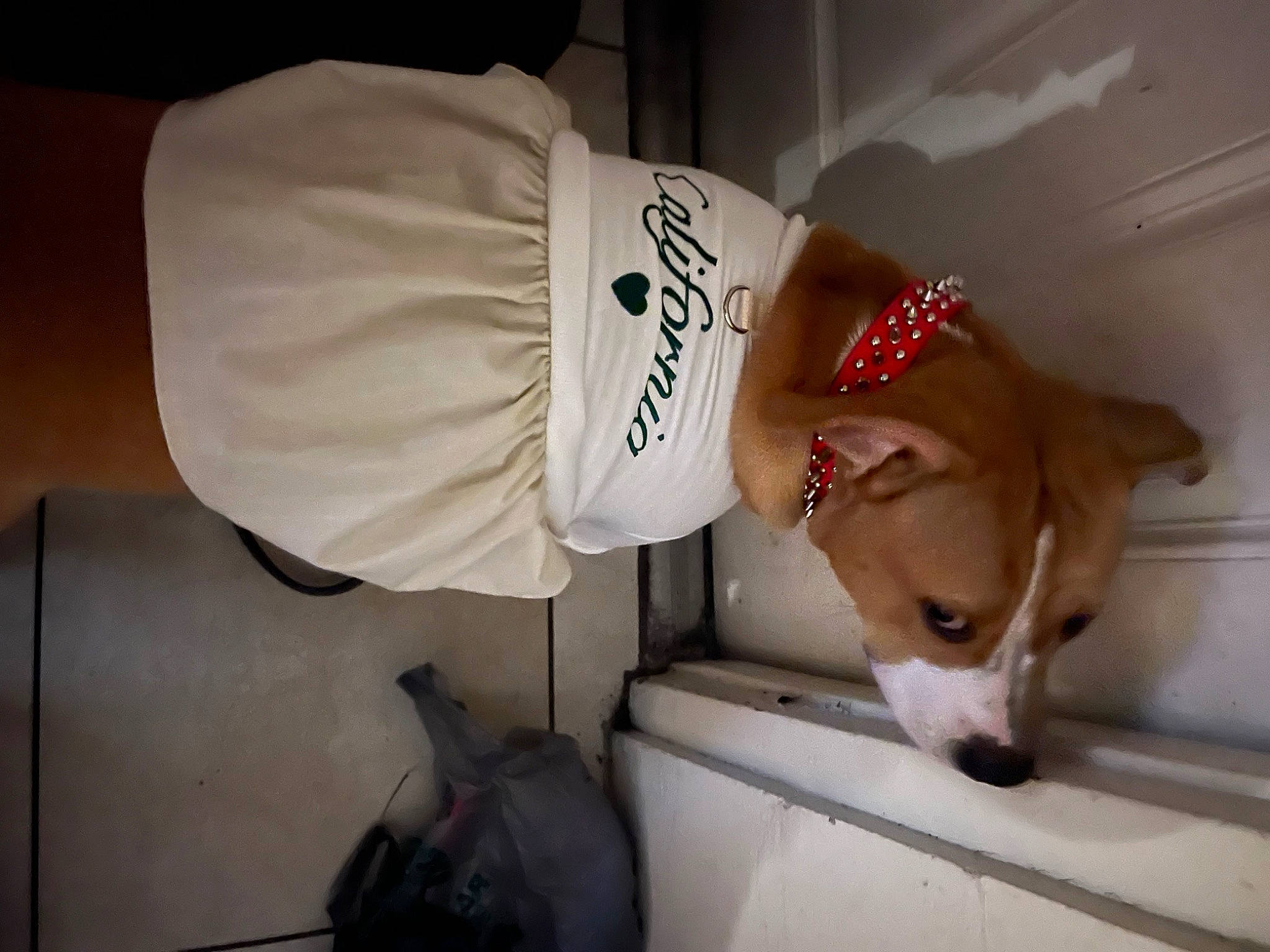 Suga is registered to the contest to win money with this photo: backpack, bag, canidae, carmine, carnivore, companion_dog, dog, dog_breed, eyewear, fawn, fur, hat, luggage_and_bags, non_sporting_group, sporting_group, t_shirt, whiskers, working_animal