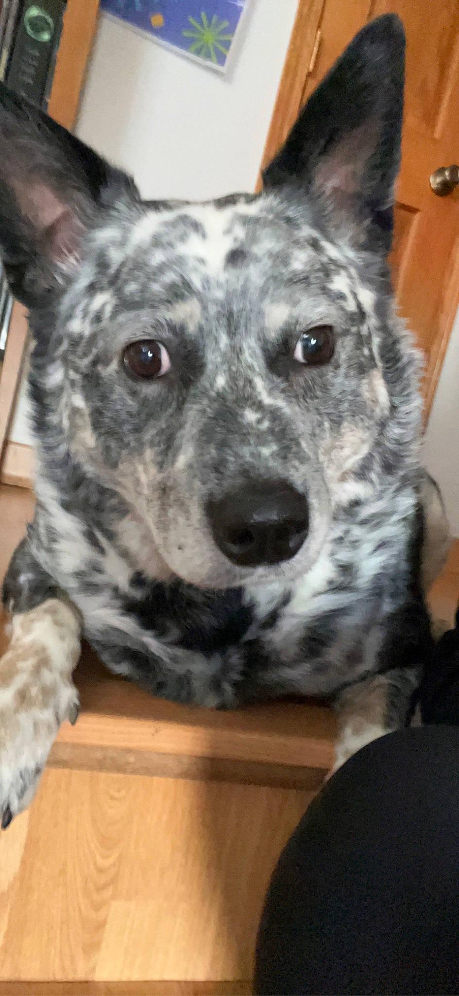 George joined the competition — help win amazing prizes! australian_cattle_dog, canidae, carnivore, collar, companion_dog, dog, dog_breed, guard_dog, herding_dog, koolie, non_sporting_group, sporting_group, texas_heeler, whiskers, working_animal, working_dog