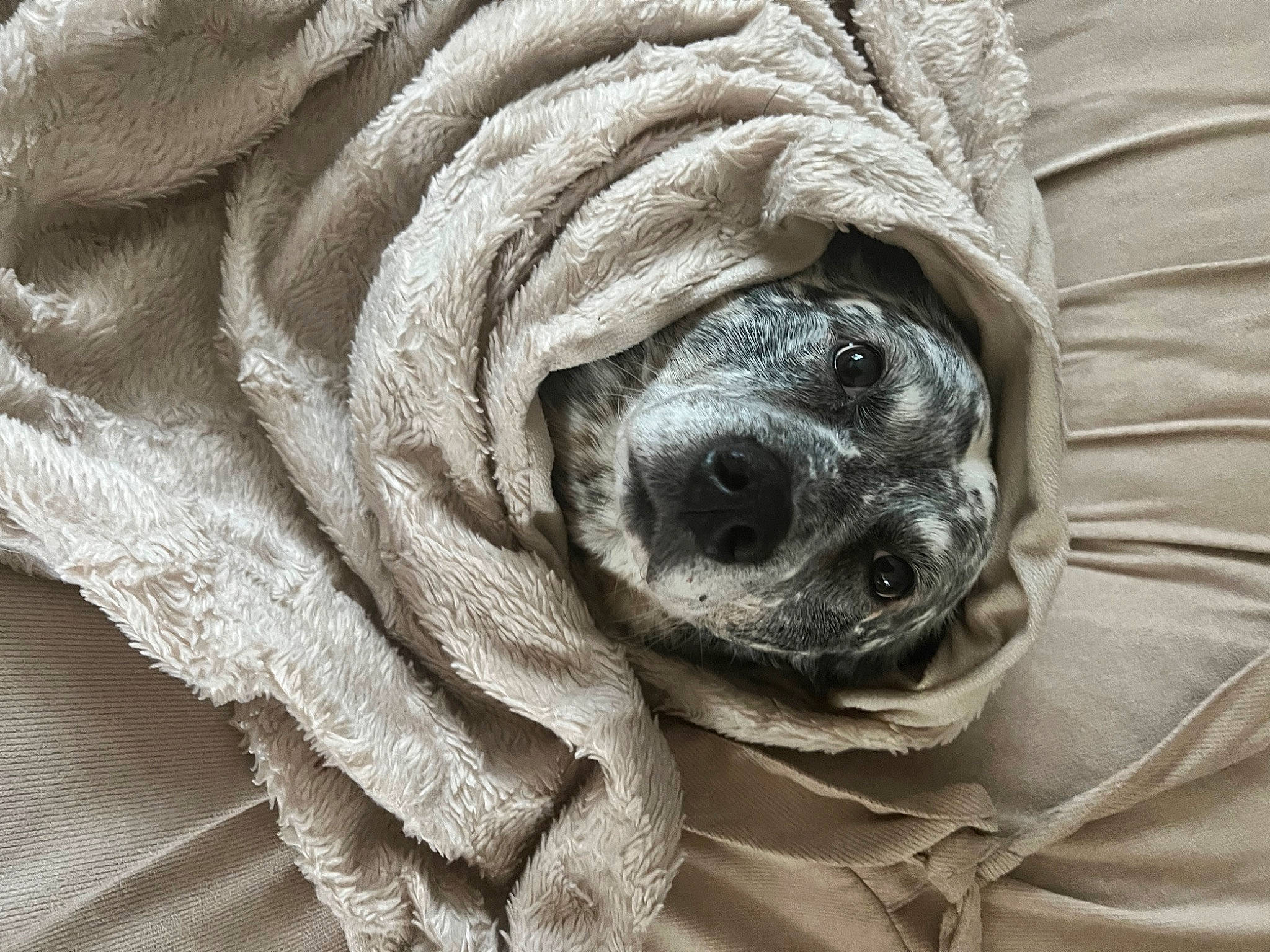 George is registered to the contest to win money with this photo: carnivore, close_up, comfort, companion_dog, dog, dog_breed, fawn, fur, grey, linens, monochrome_photography, pattern, sleeve, snout, sporting_group, terrestrial_animal, whiskers, wood, working_animal, wrinkle