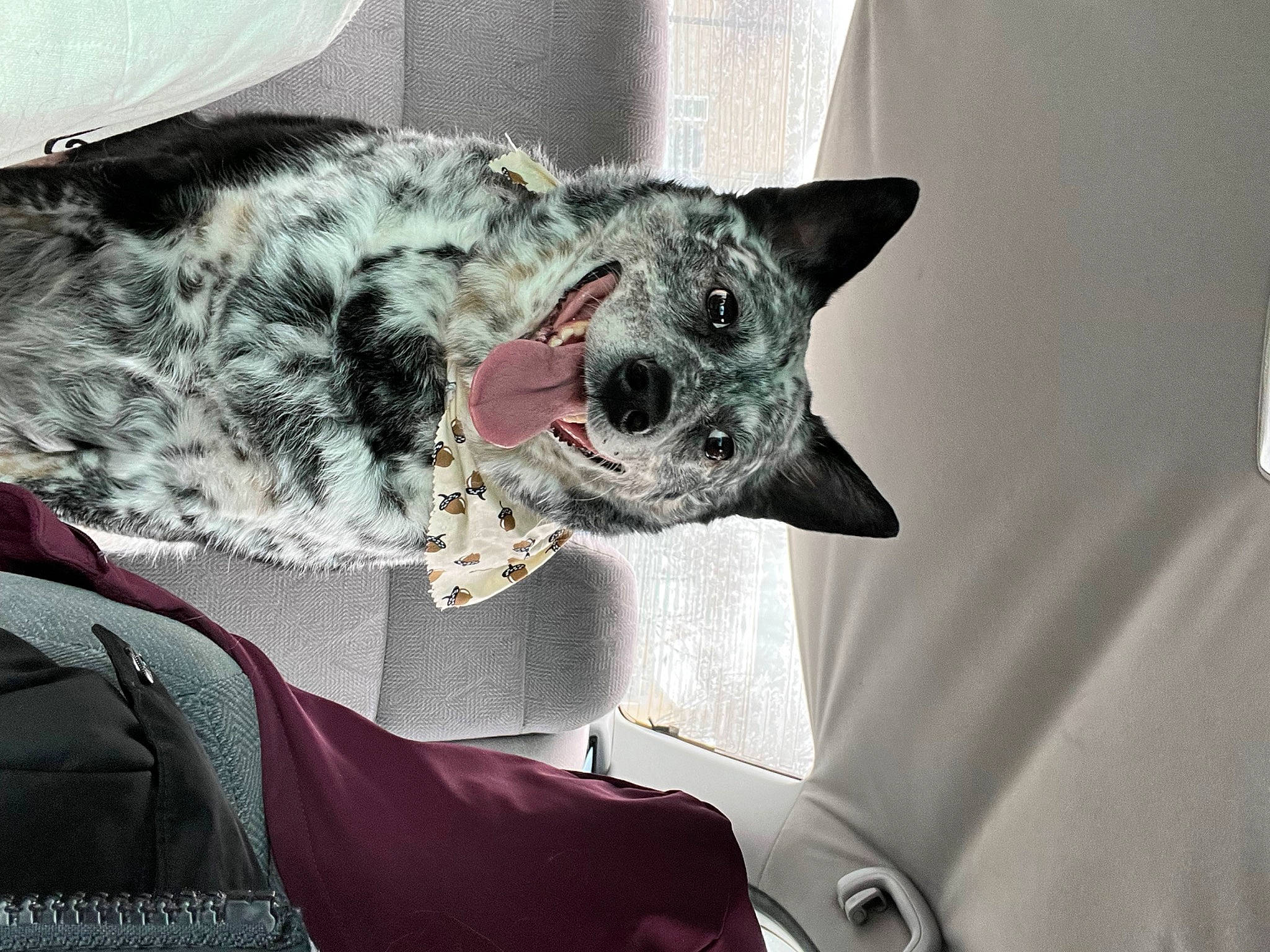 George is registered to the contest to win money with this photo: canidae, carnivore, collar, comfort, companion_dog, dog, dog_breed, dog_supply, felidae, fur, grey, koolie, metal, non_sporting_group, small_to_medium_sized_cats, snout, sporting_group, terrestrial_animal, whiskers