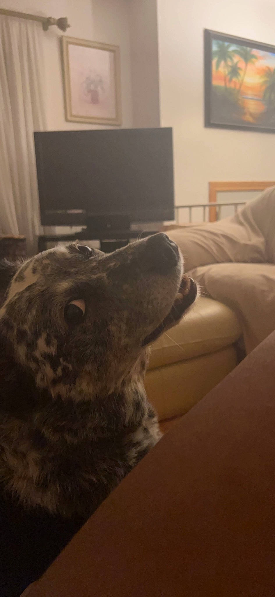 George joined the competition — help win amazing prizes! carnivore, comfort, companion_dog, couch, dog, dog_breed, fawn, floor, flooring, fur, grey, living_room, picture_frame, room, snout, sporting_group, television, terrestrial_animal, whiskers, wood