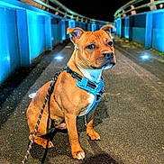 Aïko participe au concours pour gagner de l'argent avec cette photo : alert, animal, asphalt, blue_harness, brown_dog, canine, curved_railings, dog, leash, metal_railings, night, night_walk, outdoor, pathway, pet, quiet, railings, shadow, sitting, street_lighting