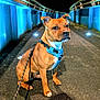 alert, animal, asphalt, blue_harness, brown_dog, canine, curved_railings, dog, leash, metal_railings, night, night_walk, outdoor, pathway, pet, quiet, railings, shadow, sitting, street_lighting