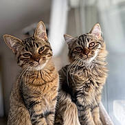 Nala a rejoint le concours — aidez-le/la à gagner de superbes lots ! cat, tabby_cat, feline, pet, animal, indoor, window, natural_light, fur, whiskers, sitting, cute, domestic_cat, two_animals, closeup, soft_texture, cozy, relaxed, portrait, home