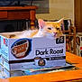 animal, books, box, cat, coffee_box, container, cozy, cream_colored_cat, domestic, ears, face, furniture, household, indoor, pet, relaxing, resting, table, whiskers, wooden_table