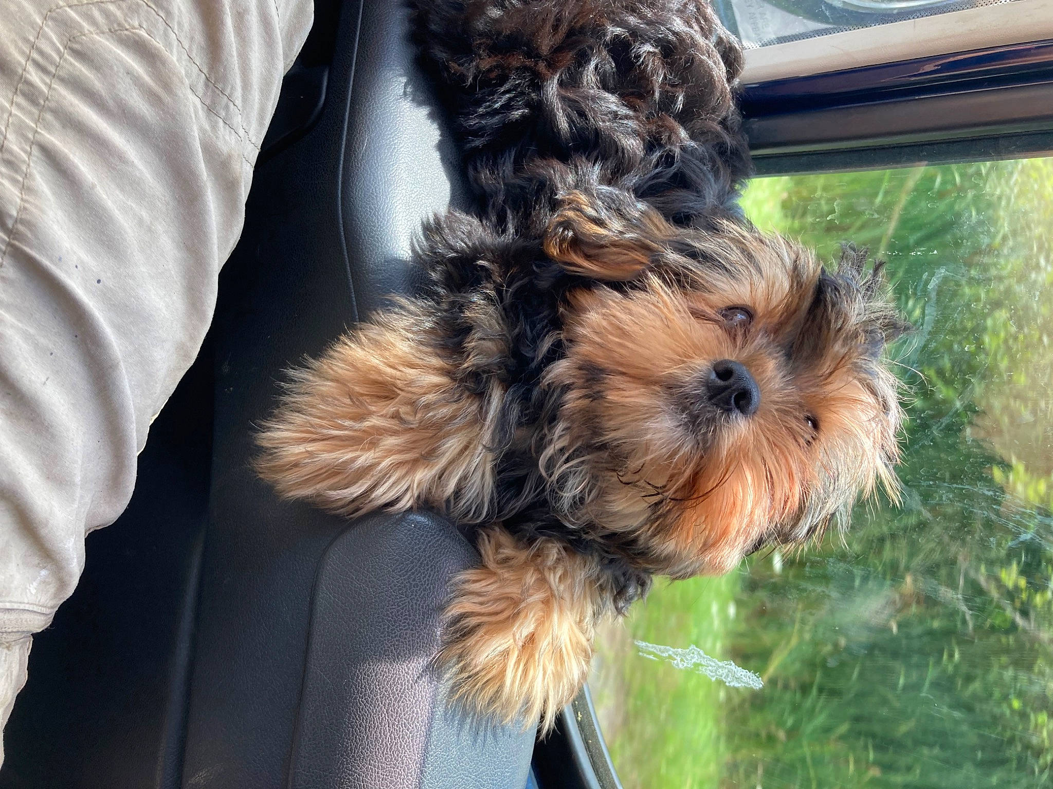 Si joined the competition — help win amazing prizes! australian_terrier, biewer_terrier, canidae, carnivore, companion_dog, dog, dog_breed, fur, liver, maltepoo, puppy, small_terrier, snout, sporting_group, terrier, toy_dog, water_dog, working_animal, yorkipoo, yorkshire_terrier