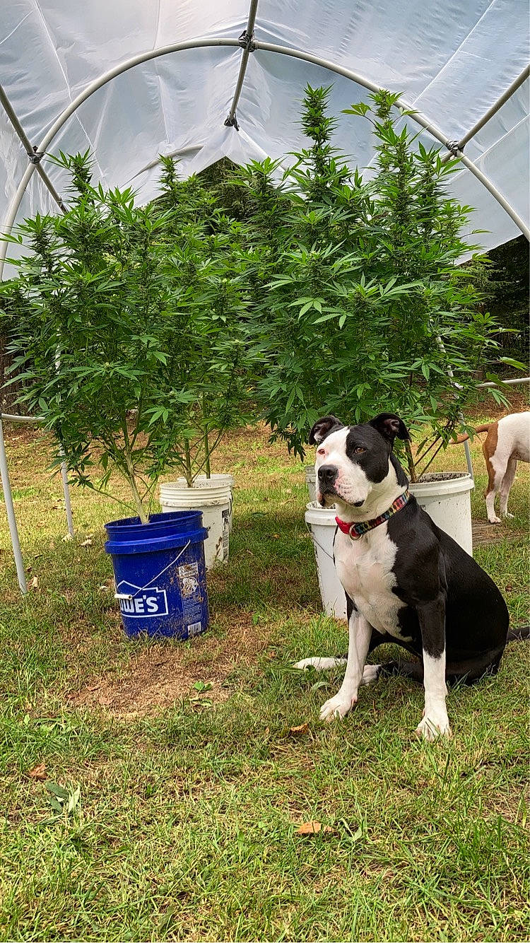 Stella is registered to the contest to win money with this photo: canidae, carnivore, chair, collar, companion_dog, dog, dog_breed, dog_collar, fawn, garden, grass, lawn, plant, shade, shrub, snout, sporting_group, tail, tent, yard