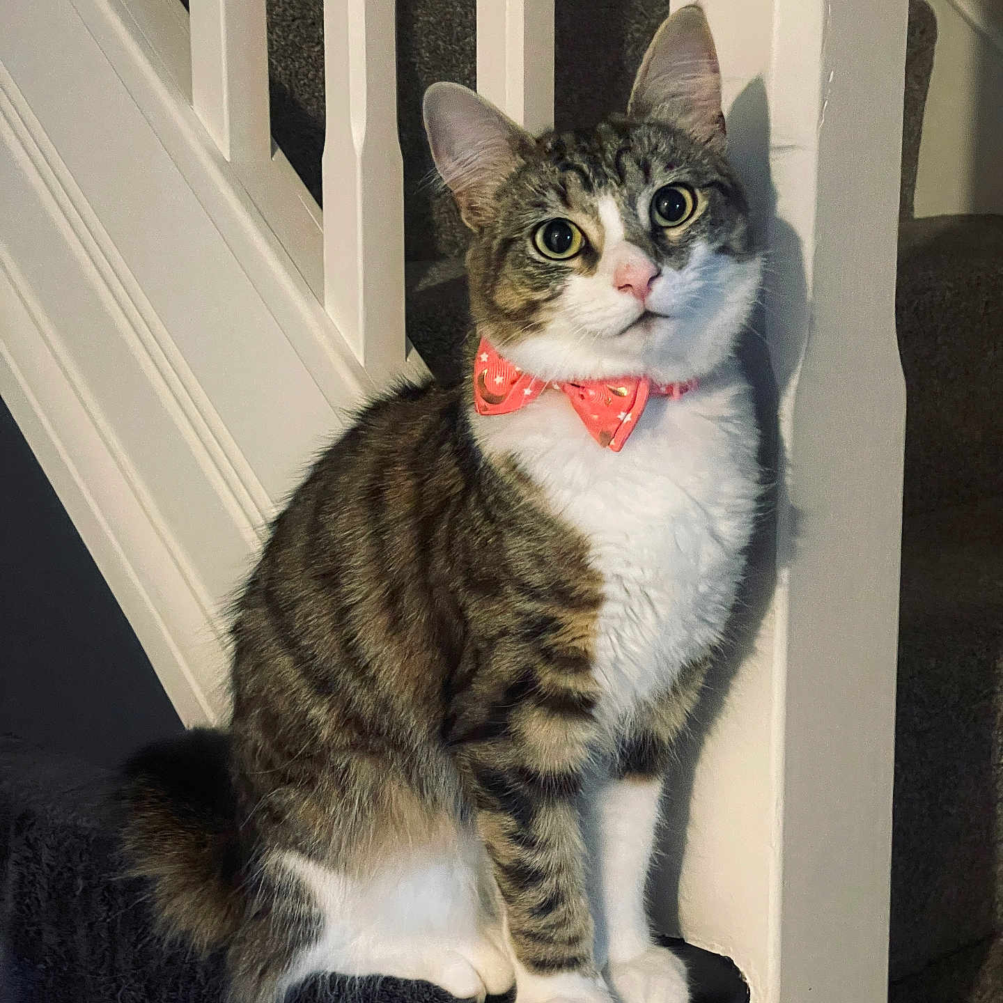 Ruby joined the competition — help win amazing prizes! abyssinian, accessories, animal, architecture, bodypart, building, cat, formalwear, handrail, house, housing, indoors, kitten, manx, mouth, person, pet, staircase, tie, wood