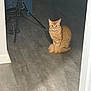 cat, ginger_cat, feline, pet, indoor, sitting, tail, whiskers, eyes, ears, hardwood_floor, tripod, metal_rack, doorway, shadow, looking_at_camera, domestic_animal, portrait, cozy, curious