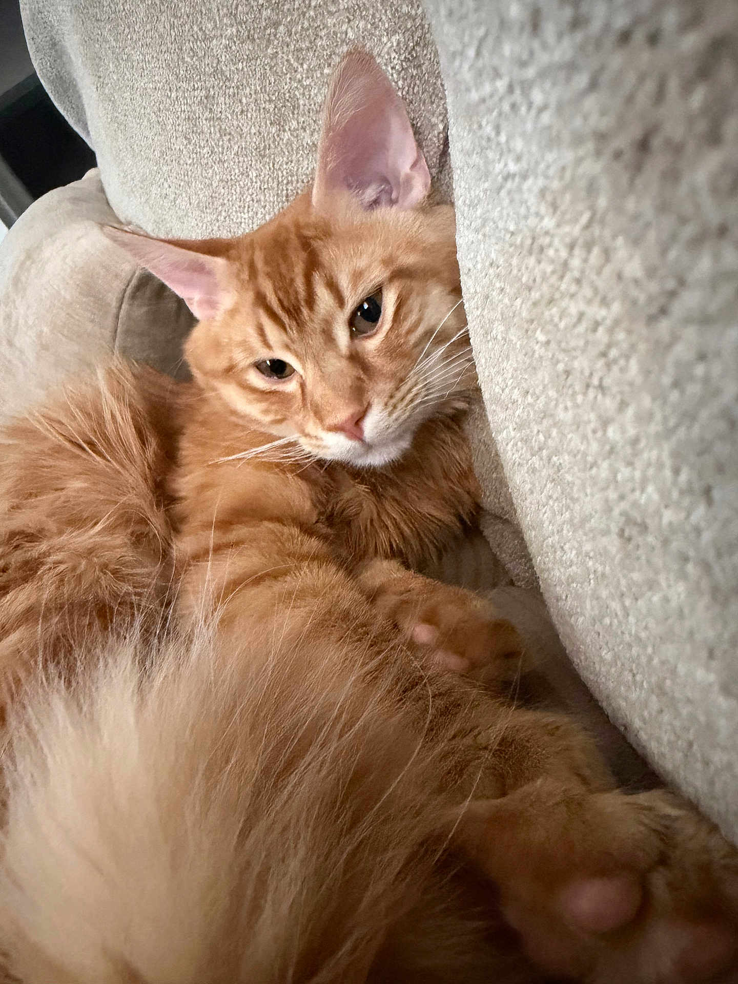Cheesy joined the competition — help win amazing prizes! cat, ginger_cat, orange_tabby, feline, pet, fluffy_fur, whiskers, paw, ears, tail, sofa, couch, indoor, relaxed, sleepy, portrait, close_up, home, cozy, fur_texture
