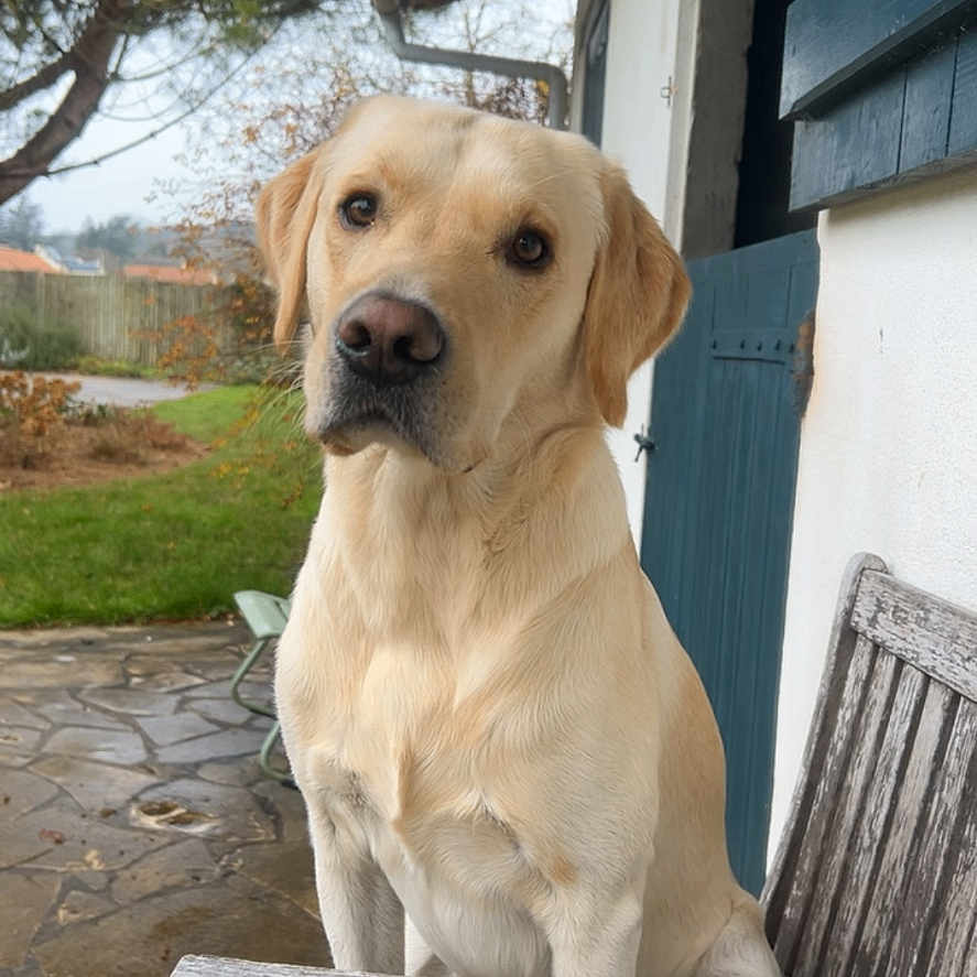 Rio a rejoint le concours — aidez-le/la à gagner de superbes lots ! animal, architecture, boardwalk, bridge, building, canine, dog, goldenretriever, hound, labradorretriever, path, pet, plant, plywood, puppy, tree, walkway, water, waterfront, wood