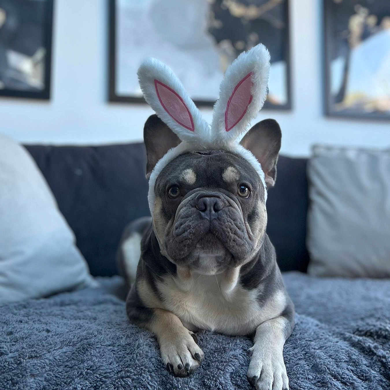 Buddy joined the competition — help win amazing prizes! animal, blanket, bunny_ears, costume, cozy, cute, dog, ears, expression, french_bulldog, fur, home, indoor, laying_down, looking_at_camera, pet, pillow, portrait, sofa, soft_light