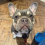 Buddy joined the competition — help win amazing prizes! french_bulldog, dog, pet, indoor, wooden_floor, leash, blue_bowl, animal, cute, looking_up, ears_up, collar, snout, close_up, flooring, canine, domestic, companion, brown, gray