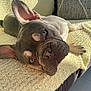 dog, french_bulldog, pet, canine, laying_down, blanket, couch, indoor, sunlight, relaxed, ears_up, close_up, fur, paw, home, comfort, animal, snout, face, domestic