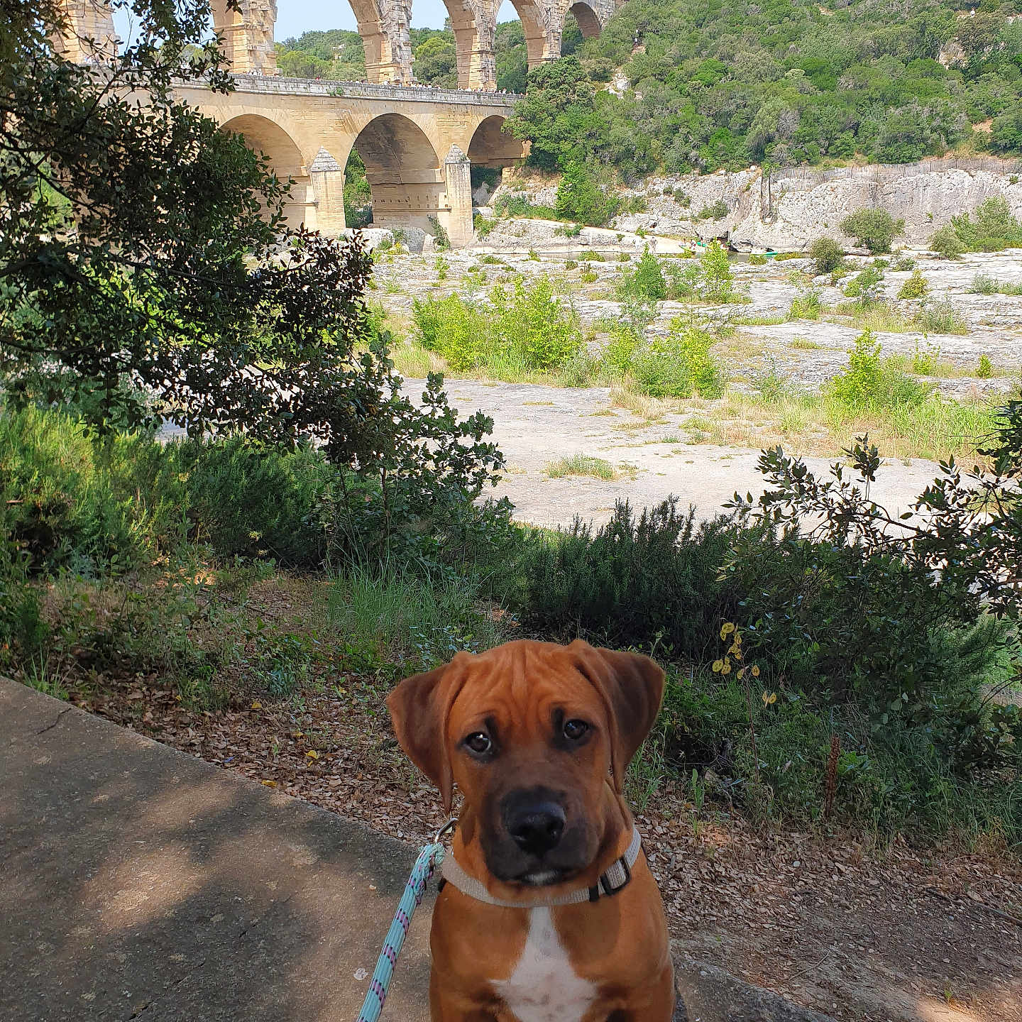 Marley a rejoint le concours — aidez-le/la à gagner de superbes lots ! ancient_structure, aqueduct, brown_dog, dog, grass, greenery, historic, landscape, leash, nature, outdoor, path, puppy, scenic, shadow, sitting, sky, stone, sunlight, trees