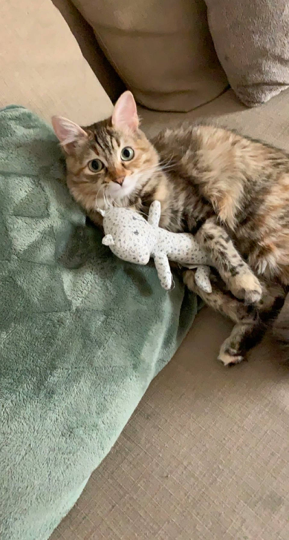 Nalah a rejoint le concours — aidez-le/la à gagner de superbes lots ! bed, carnivore, cat, claw, comfort, couch, domestic_short_haired_cat, fawn, felidae, fur, linens, paw, sitting, small_to_medium_sized_cats, tail, whiskers