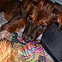 Talya participe au concours pour gagner de l'argent avec cette photo : animal, bed, blanket, brown_fur, close_up, cute, dog, ears, focus, fur, home, indoor, paw, pet, playful, puppy, rope_toy, sniffing, toy, white_fur