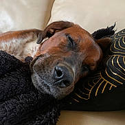 Talya participe au concours pour gagner de l'argent avec cette photo : dog, sleeping, couch, pillow, blanket, close_up, brown_fur, black_fur, resting, indoor, relaxation, canine, pet, comfort, cozy, soft_texture, face, nose, ears, home
