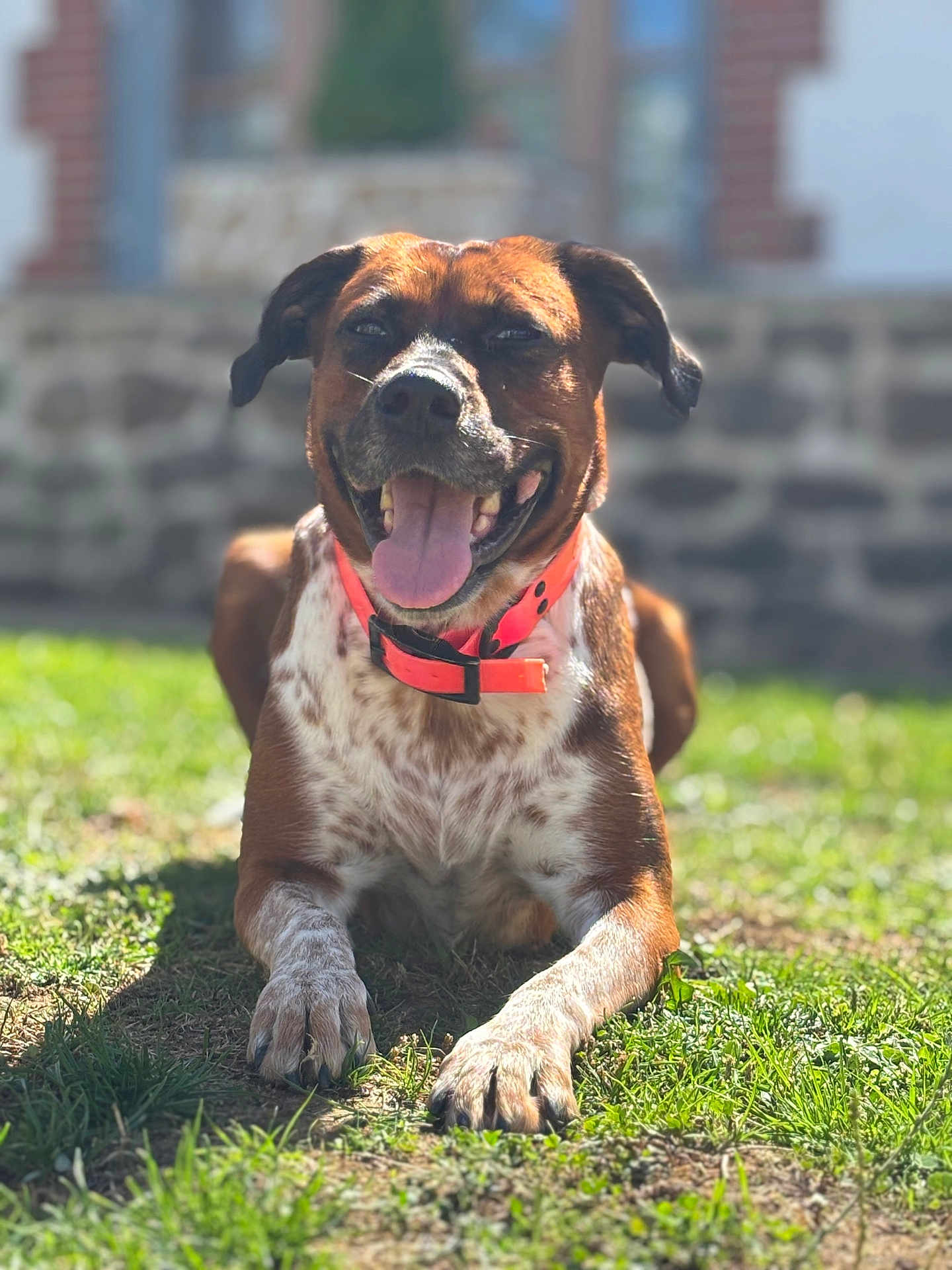 Talya a rejoint le concours — aidez-le/la à gagner de superbes lots ! animal, brown, canine, collar, daytime, dog, ears, front_paws, grass, happy, lying_down, mammal, nature, nose, outdoor, pet, smiling, sunlight, tongue_out, white_spots