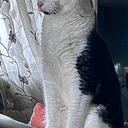 Crowley joined the competition — help win amazing prizes! cat, black_and_white, indoor, curtains, cushion, window, feline, pet, domestic_animal, sitting, green_eyes, fur, table, wood, natural_light, looking_away, quiet, cozy, home, animal