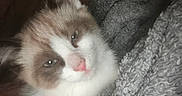 Milano is registered to the contest to win money with this photo: animal, blanket, brown, cat, closeup, cozy, cute, face, feline, fur, gray, indoor, kitten, pet, resting, sleepy, snuggling, soft, white, young