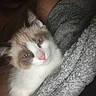 Milano is registered to the contest to win money with this photo: kitten, cat, sleepy, fur, snuggling, blanket, cozy, gray, white, brown, pet, animal, cute, closeup, indoor, soft, young, resting, face, feline