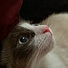 cat, close_up, blue_eyes, pink_nose, whiskers, fur, pet, animal, curious, portrait, indoor, soft_light, red_fabric, face, profile, mammal, domestic_animal, cute, feline, looking_up