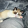 Milano joined the competition — help win amazing prizes! kitten, cat, pet, animal, feline, paw, pink_paw, blue_eyes, blanket, texture, cozy, soft, fur, resting, indoor, cute, sleepy, closeup, comfort, flash