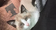 Milano joined the competition — help win amazing prizes! kitten, cat, pet, animal, fur, tattoo, arm, human, hand, skin, cozy, resting, closeup, indoor, blanket, texture, soft, curious, cute, relaxing