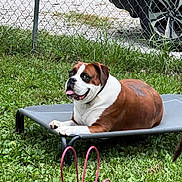 Remington joined the competition — help win amazing prizes! animal, backyard, brown_and_white, canine, chain_link_fence, daylight, dog, grass, happy, lying_down, nature, outdoor, parked_car, pet, pet_bed, playful, resting, summer, tongue_out, vehicle