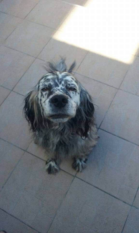 Ariel participe au concours pour gagner de l'argent avec cette photo : canidae, carnivore, cocker_spaniel, dog, dog_breed, english_cocker_spaniel, english_setter, mammal, rare_breed_dog, russian_spaniel, setter, spaniel, sporting_group, vertebrate