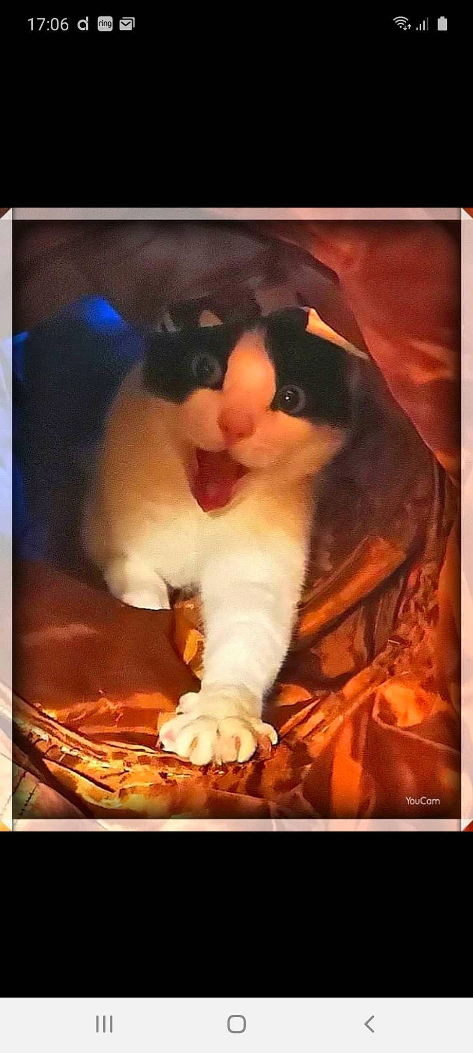 Jonesie Jefford is registered to the contest to win money with this photo: art, canidae, carnivore, companion_dog, dog_breed, felidae, flash_photography, formal_wear, fur, happy, lap, paw, photo_caption, picture_frame, small_to_medium_sized_cats, snout, square, still_life_photography, visual_arts, whiskers