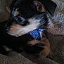 Marlo is registered to the contest to win money with this photo: animal, black_fur, blanket, blue, bow_tie, close_up, cozy, cute, dog, fur, indoors, pet, polka_dot, portrait, puppy, resting, sleepy, small_dog, soft_texture, tan_fur