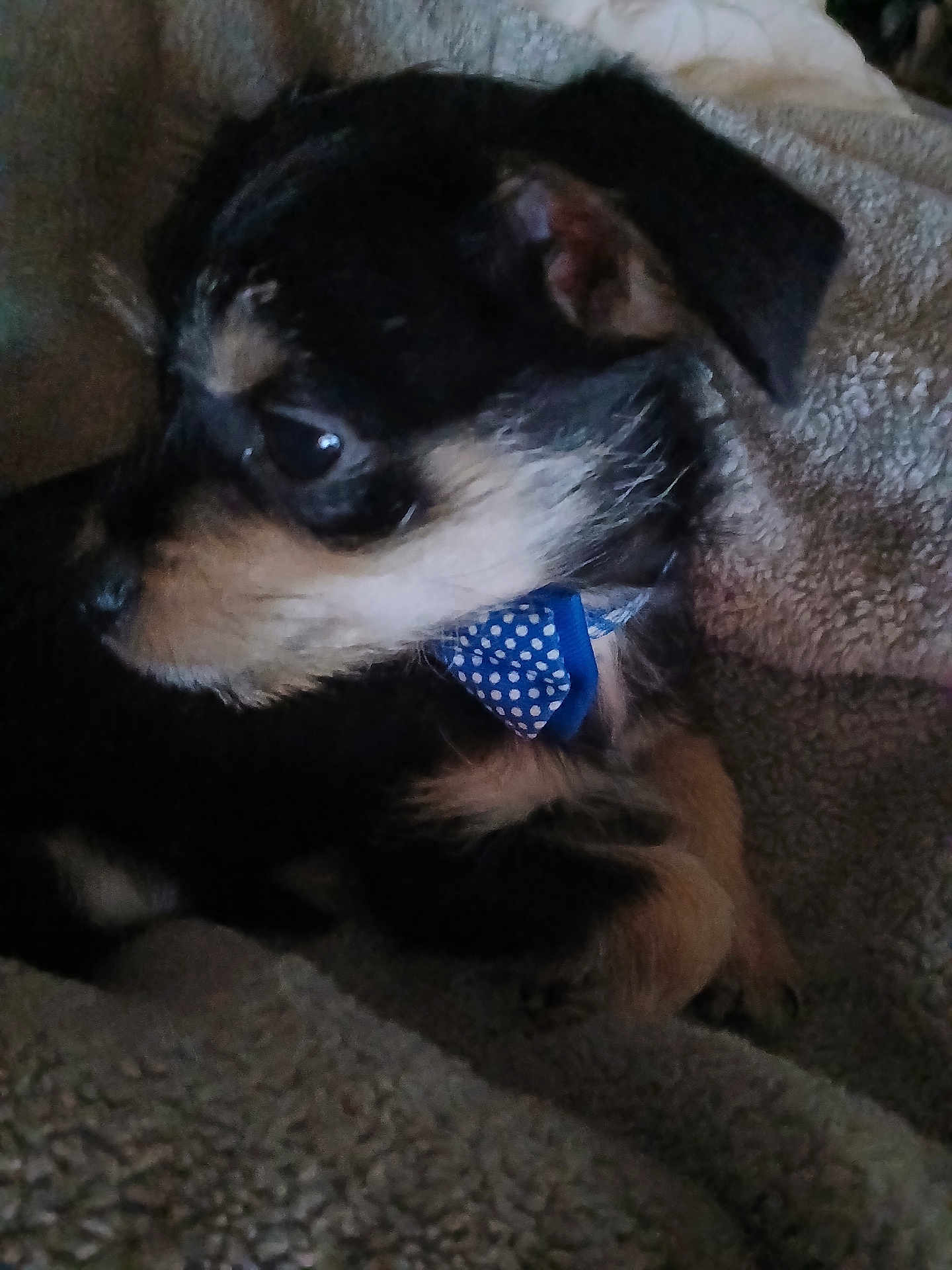 Marlo