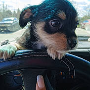 Marlo is registered to the contest to win money with this photo: animal, black_and_tan, car_interior, close_up, cute, dashboard, daylight, dog, finger, fur, indoors, paw, pet, puppy, small, steering_wheel, transportation, vehicle, window, young