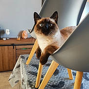 Vegas a rejoint le concours — aidez-le/la à gagner de superbes lots ! cat, siamese_cat, chair, table, tablecloth, wooden_legs, indoor, furniture, pet, animal, curious, blue_eyes, relaxed, modern, home, living_room, decor, cozy, whiskers, alert