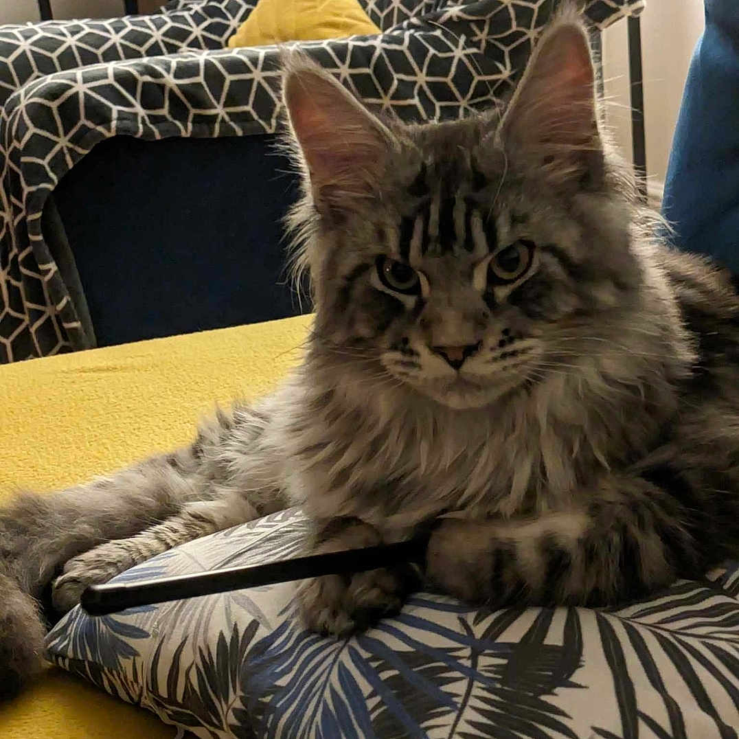 Bruno joined the competition — help win amazing prizes! angora, animal, architecture, blanket, building, cat, chair, computer, couch, cushion, egyptiancat, furniture, homedecor, indoors, kitten, livingroom, manx, pet, pillow, room