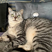Lili participe au concours pour gagner de l'argent avec cette photo : cat, tabby_cat, green_eyes, fur, whiskers, relaxed, indoor, furniture, soft_surface, close_up, pet, domestic_animal, curious, sitting, striped, gray_fur, white_fur, metallic_knob, brand_logo, philips