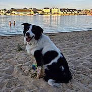 Lascar a rejoint le concours — aidez-le/la à gagner de superbes lots ! dog, beach, sand, water, lake, swimming, people, sky, sunlight, town, buildings, outdoor, animal, pet, nature, recreation, summer, relaxation, daytime, happy