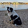 dog, beach, sand, water, lake, swimming, people, sky, sunlight, town, buildings, outdoor, animal, pet, nature, recreation, summer, relaxation, daytime, happy
