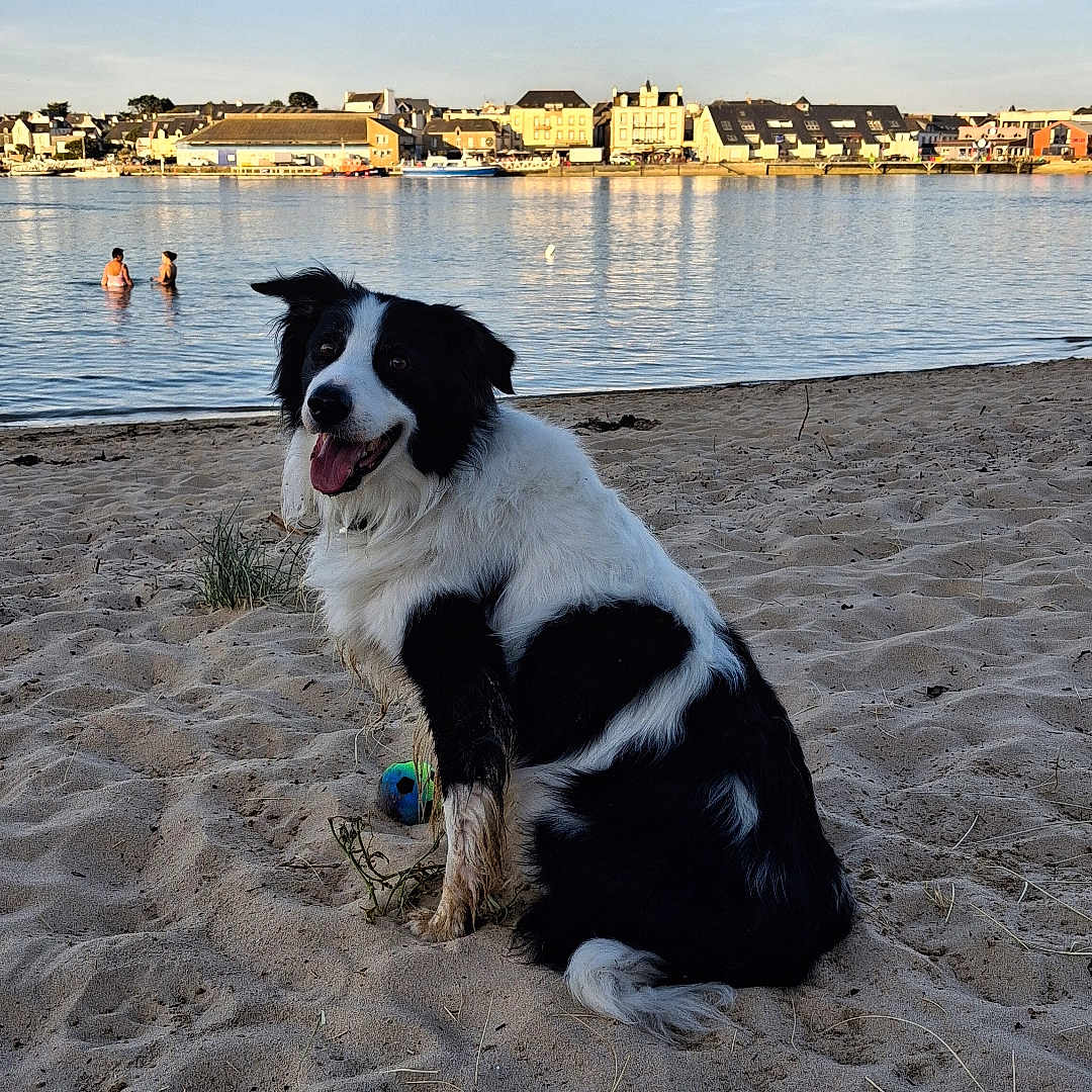 Lascar a rejoint le concours — aidez-le/la à gagner de superbes lots ! dog, beach, sand, water, lake, swimming, people, sky, sunlight, town, buildings, outdoor, animal, pet, nature, recreation, summer, relaxation, daytime, happy