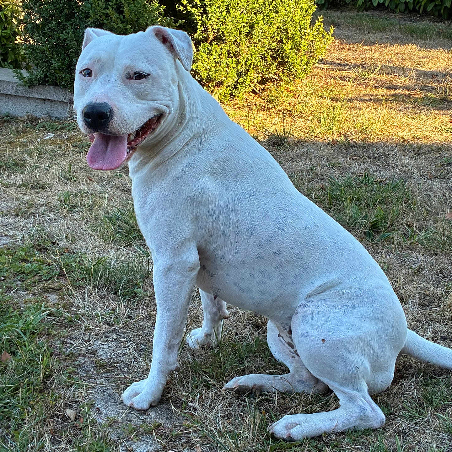 Bianca