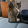 cat, tabby, indoor, couch, furniture, sitting, pet, animal, ears, eyes, whiskers, tail, office_chair, shelf, container, wooden_furniture, curious, alert, domestic, background