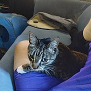 Socks joined the competition — help win amazing prizes! cat, tabby_cat, pet, animal, indoor, couch, furniture, person, shorts, purple_clothing, legs, relaxing, resting, whiskers, ears, eyes, paws, home, blanket, blue_tent