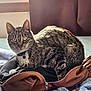 Socks is registered to the contest to win money with this photo: tabby_cat, cat, pet, indoor, leather_bag, blanket, window_light, curious, feline, fur, collar, zipper, resting, cozy, domestic_animal, animal, sunlight, soft_texture, bedroom, curtains