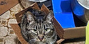 Socks is registered to the contest to win money with this photo: cat, tabby, cardboard_box, kitchen, floor, pot, container, pet, animal, curious, whiskers, indoor, feline, box, looking_up, household_items, patterned_floor, domestic, close_up, sitting