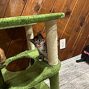 Callie is registered to the contest to win money with this photo: kitten, cat, cat_tree, scratching_post, indoor, wood_panel_wall, floor_tile, pet, animal, curious, pink_collar, small, cute, feline, young, domestic, playful, furniture, home, looking