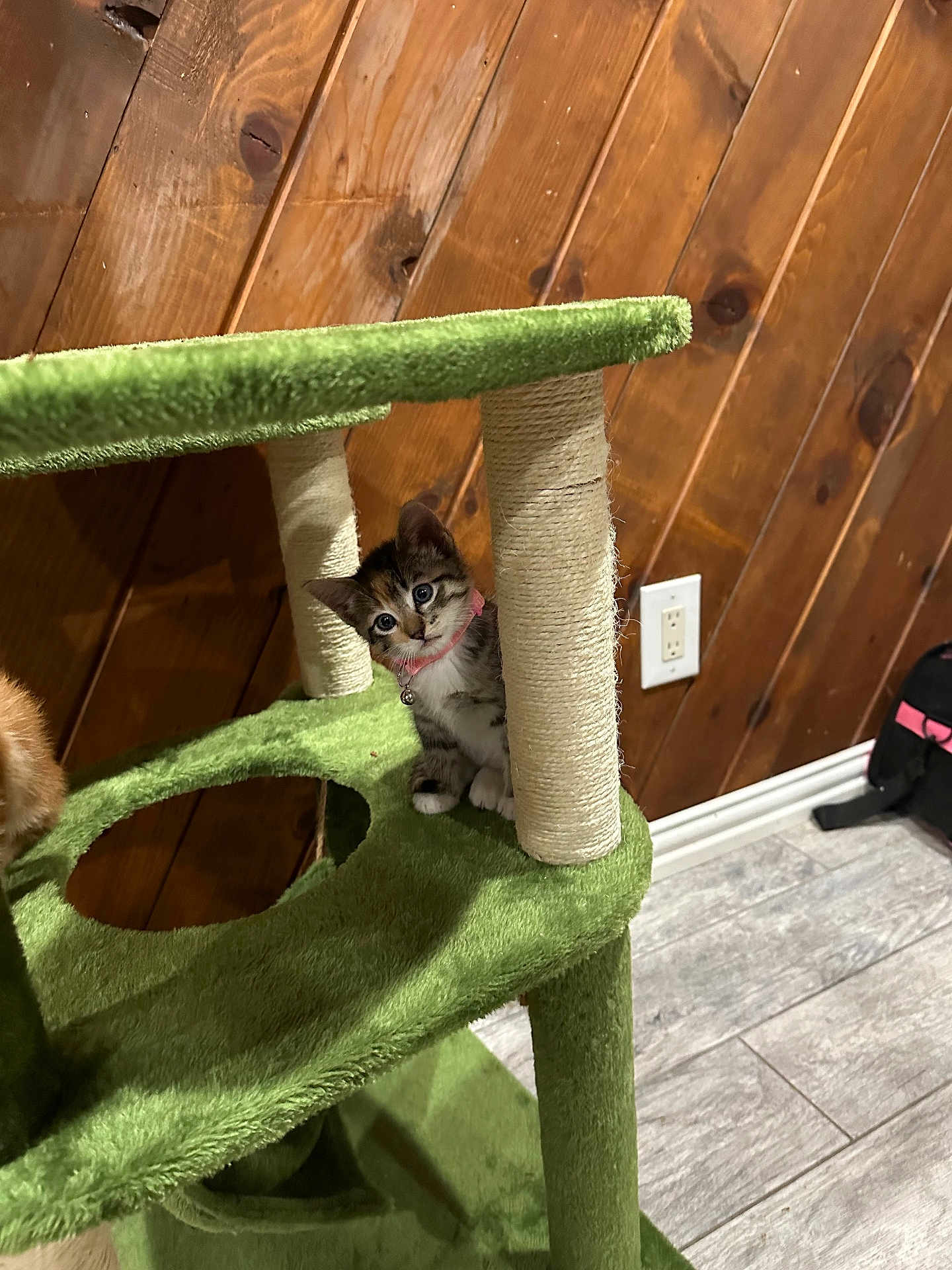 Callie is registered to the contest to win money with this photo: kitten, cat, cat_tree, scratching_post, indoor, wood_panel_wall, floor_tile, pet, animal, curious, pink_collar, small, cute, feline, young, domestic, playful, furniture, home, looking