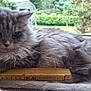 cat, fluffy, gray, ruler, window, indoor, pet, feline, resting, perch, cozy, paw, long_hair, measuring, house, curious, animal, domestic, quiet, relaxed