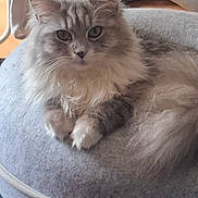 Yumi a rejoint le concours — aidez-le/la à gagner de superbes lots ! cat, fluffy, gray, cushion, indoor, sock, drying_rack, plush_toy, tiger, furniture, floor, pet, resting, cozy, soft, animal, household, relaxed, cute, portrait